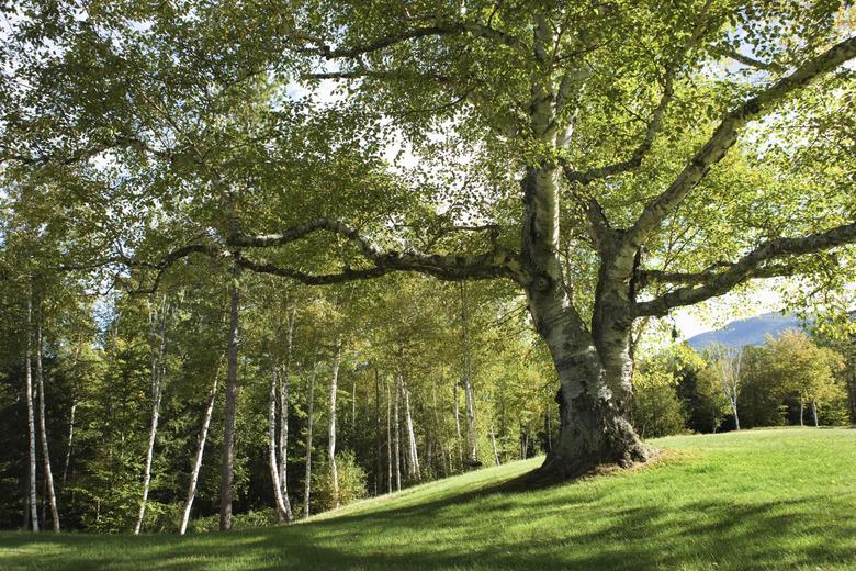 Trees in the Adirondacks, New York