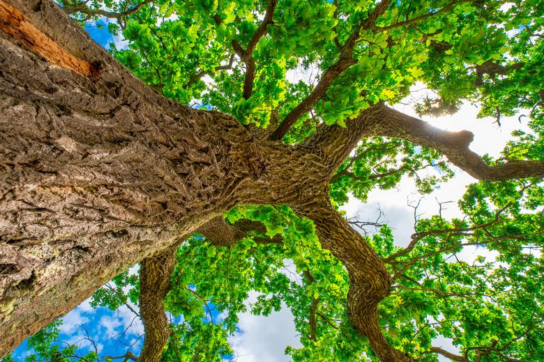 Oak tree. Summer background