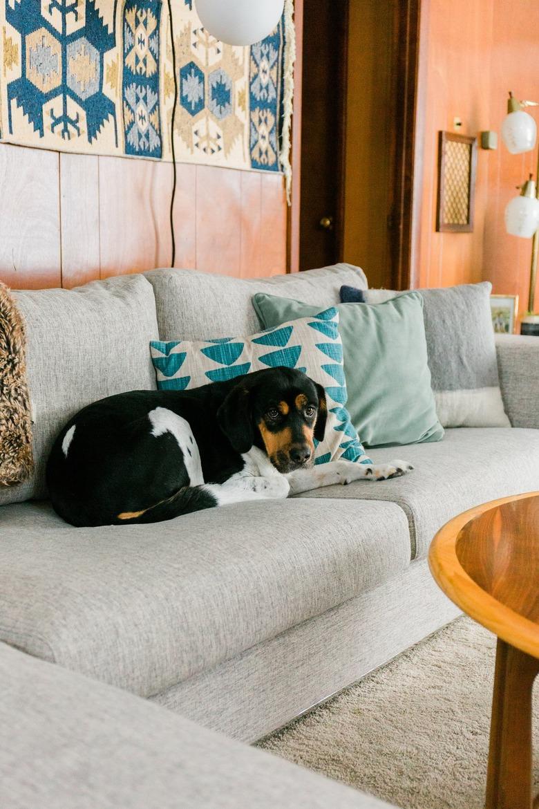 Gray sofa with dog and pillows and wood mid-century walls