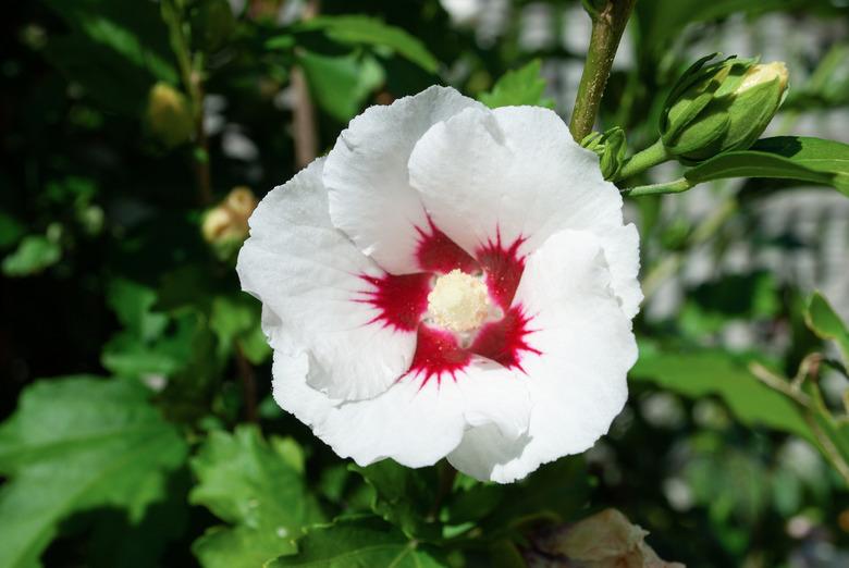 Rose mallow or Hibiscus syriacus white flower growing in summer garden, , soft selective focus