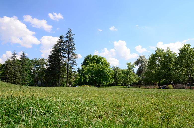 meadow surrounded by trees