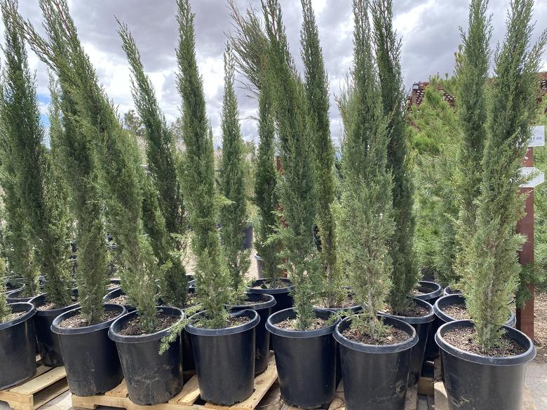 Young Italian cypress trees in nursery pots.