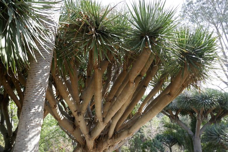 Pachypodium palm trees