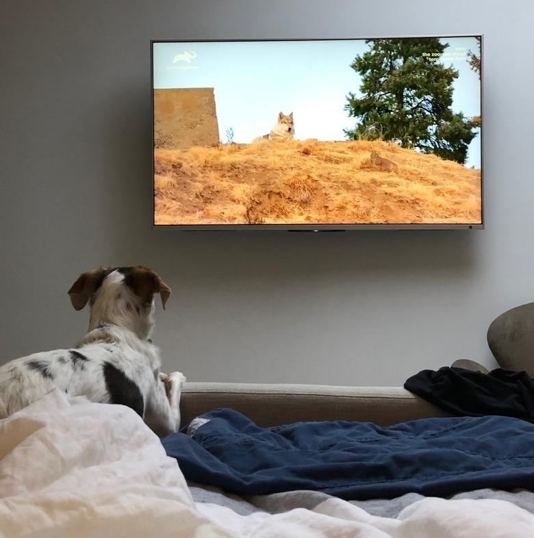 Dog TV