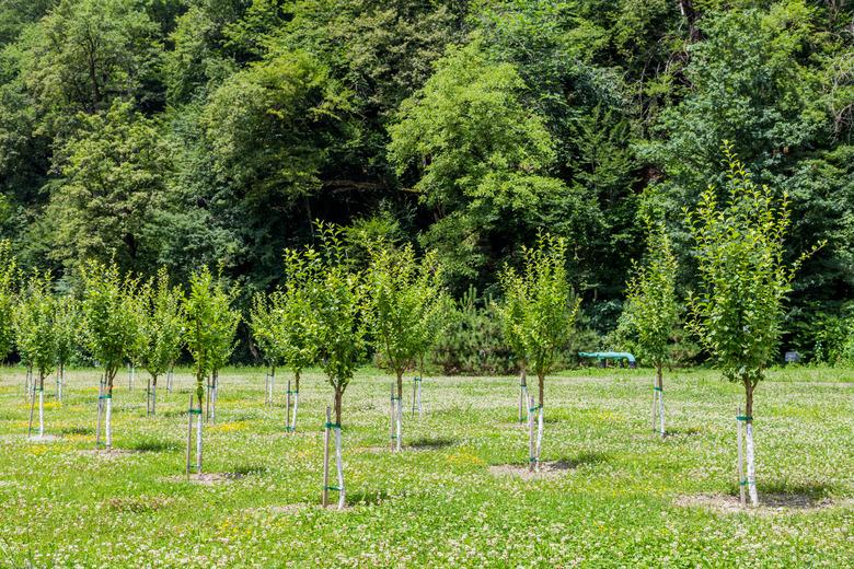 Group of little trees growing in garden