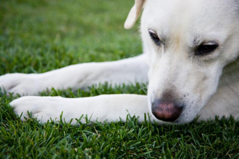 walking on grass