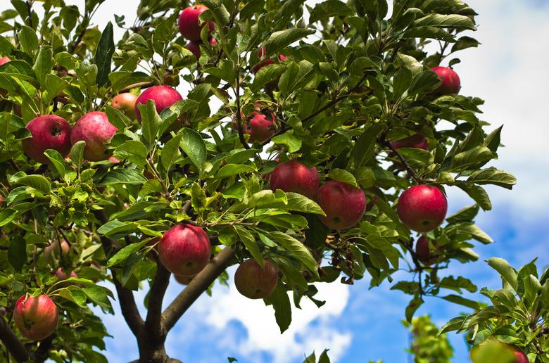 Closeup of a red apples on a tree at orchard