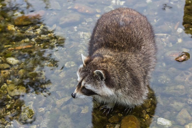 Raccoon standing in water and looking around.