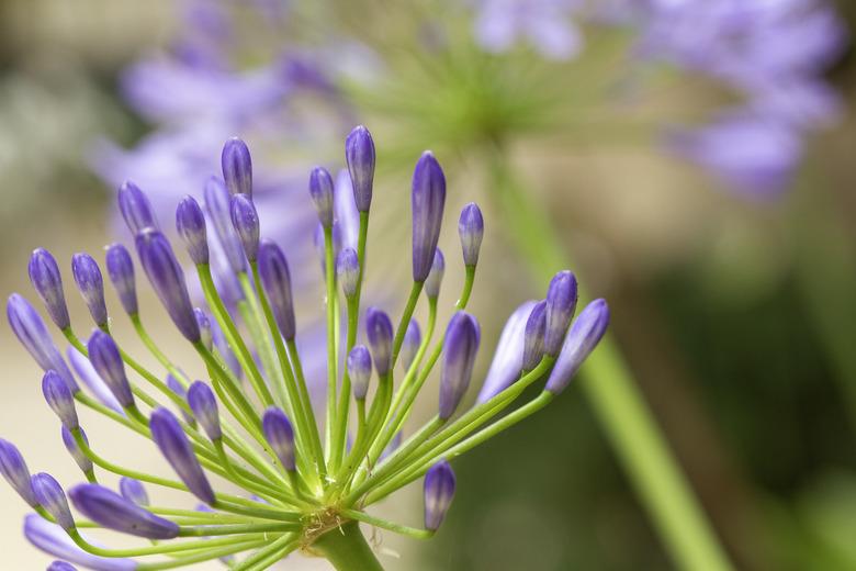 Close-up of agapanthus (lily-of-the-nile) buds and blossoms