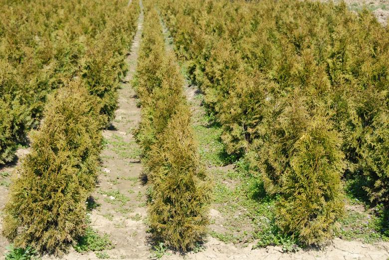 Thuja rows