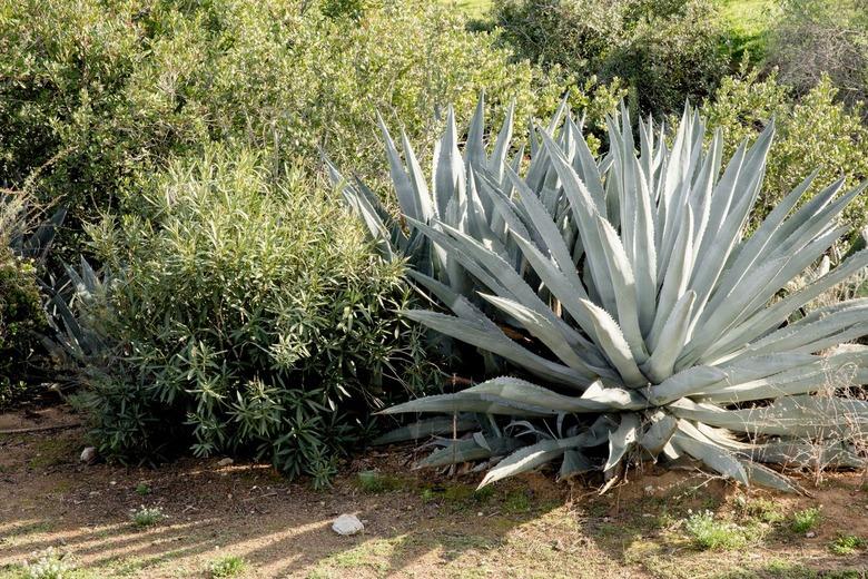 In a backyard, two large agave plants sit next to a green bush with long slim leave.