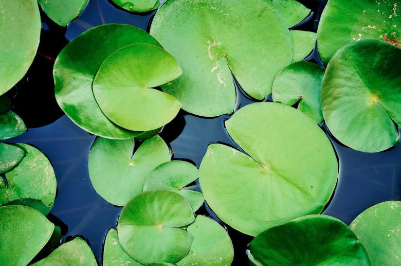 High Angle View Of Lily Pads In Pond