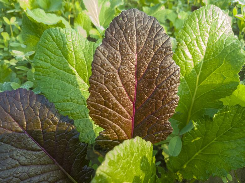 Multicolored leaves of mustard plant