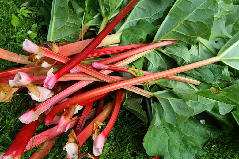 rhubarb freshly harvested at spring