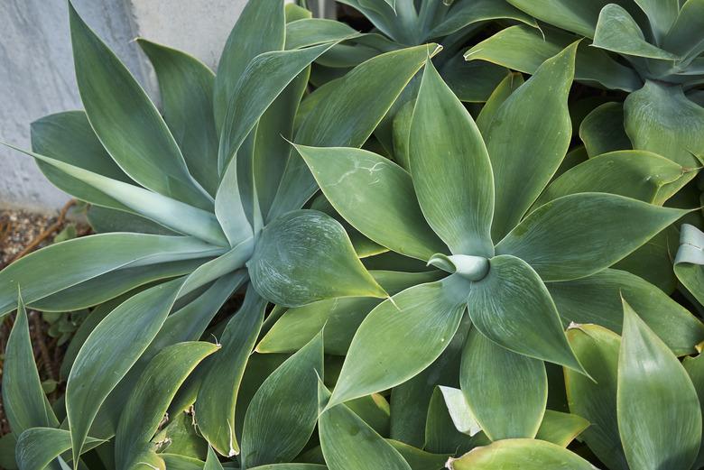 Agave attenuata