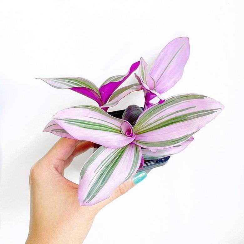 Tradescantia Nanouk plant being held in hand