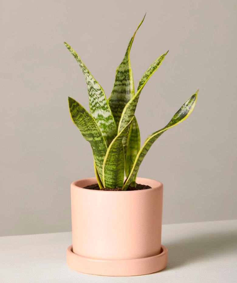 plant in blush planter