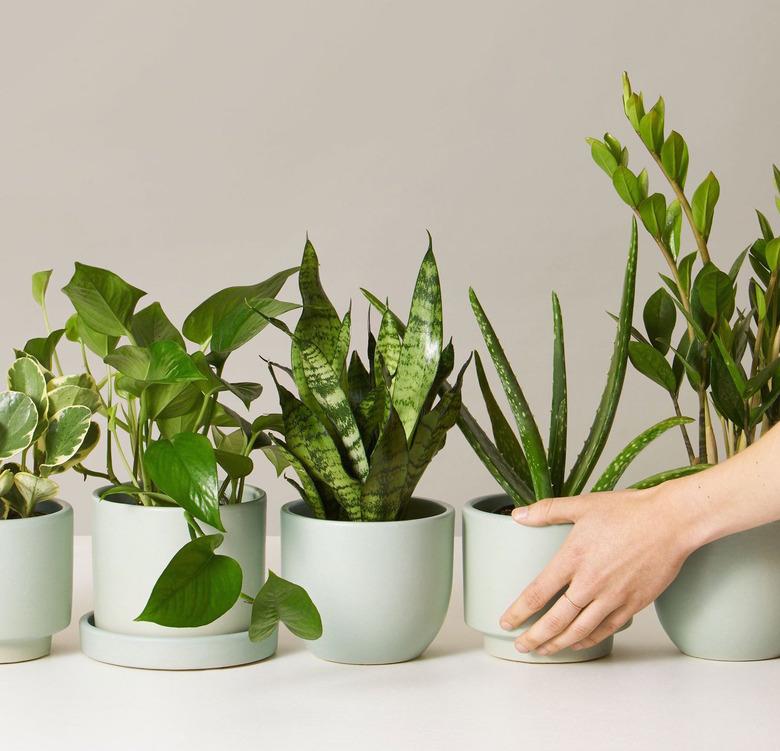 multiple plants in green planters and a hand reaching out