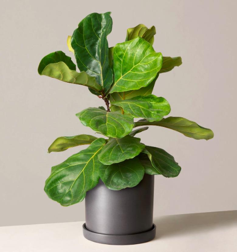 plant in black planter