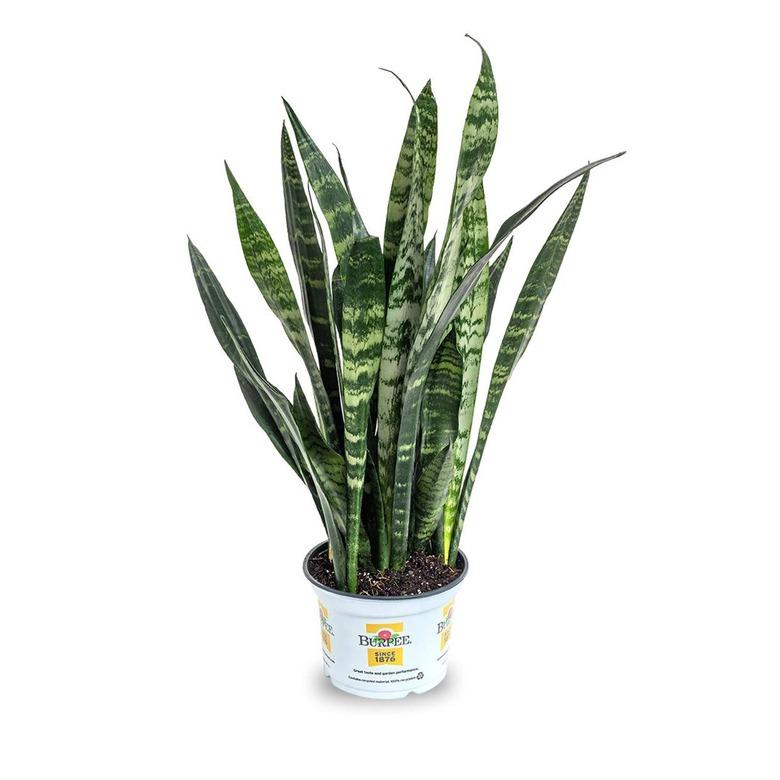 Burpee Black Coral Snake Sansevieria