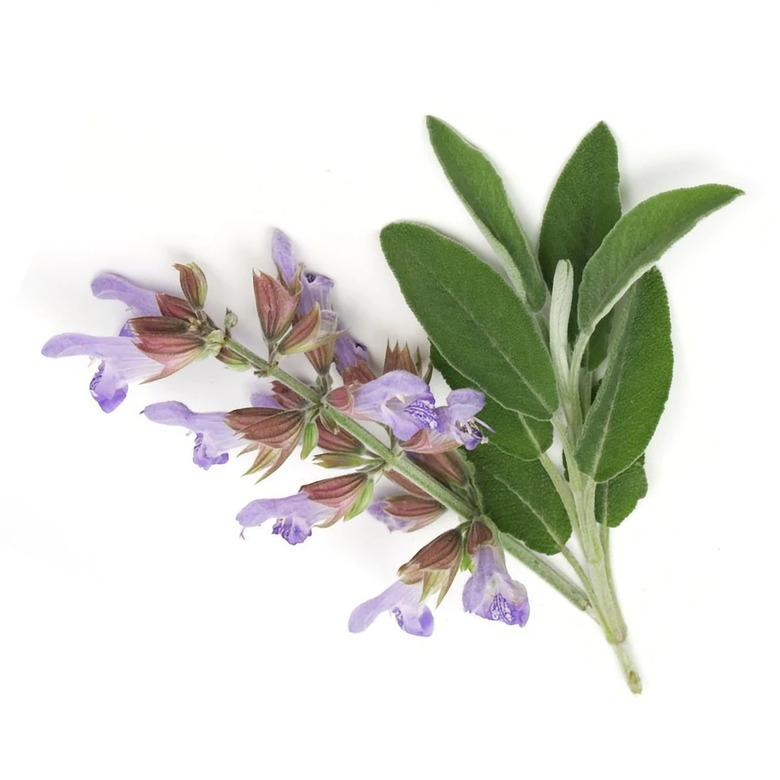 Stem of Clary Sage (Salvia sclarea) with flowers and leave
