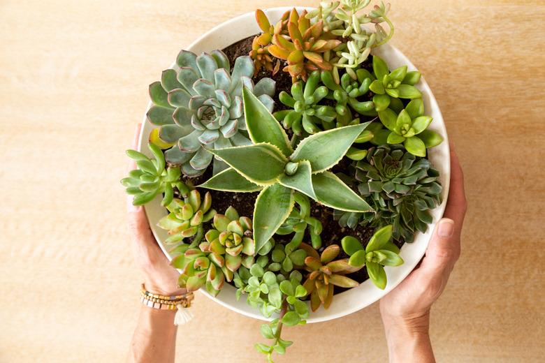 Succulent Shallow Bowl Planter DIY