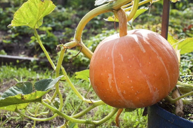 Pumpkin in the garden