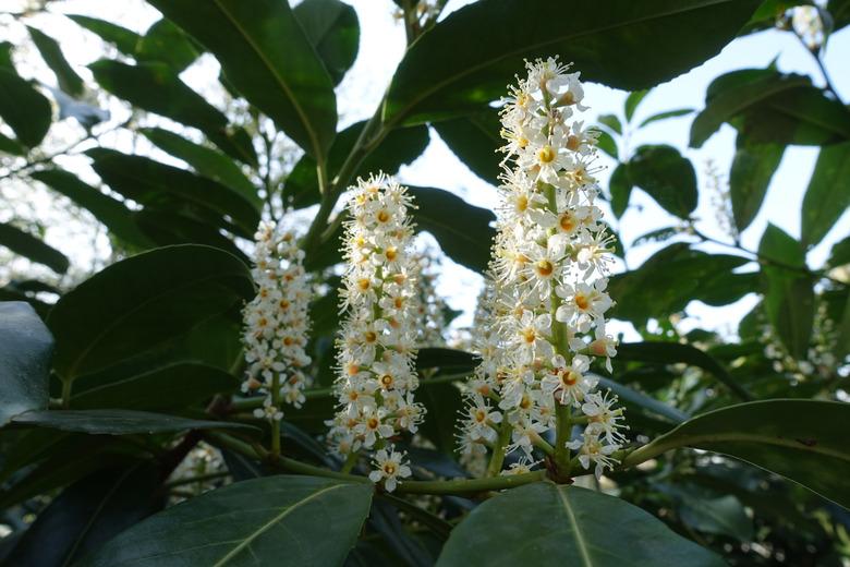 Cherry laurel in bloom, spring.