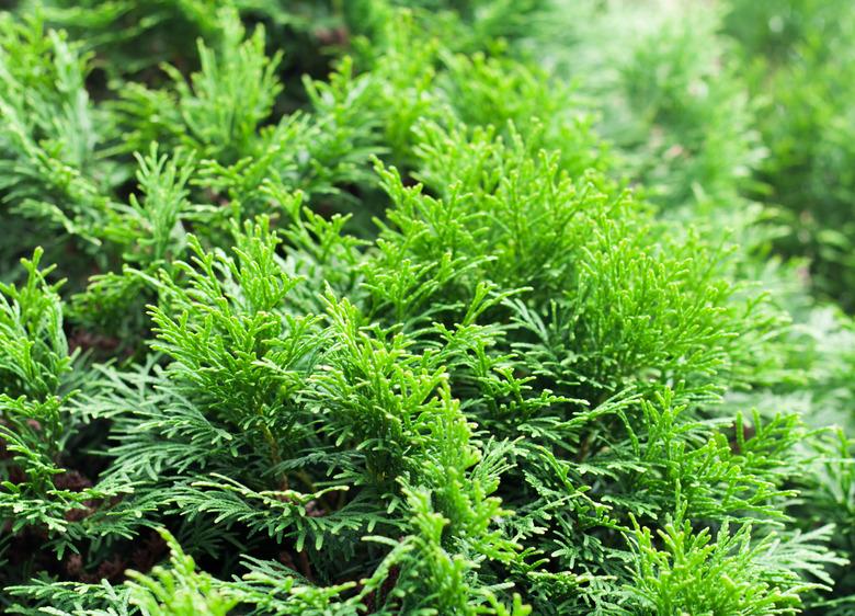 Green thuja natural background.