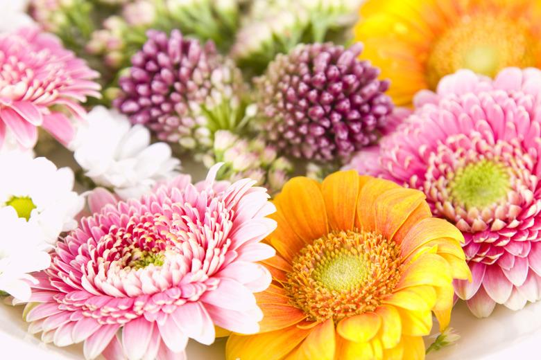 Close up of flowers, studio shot