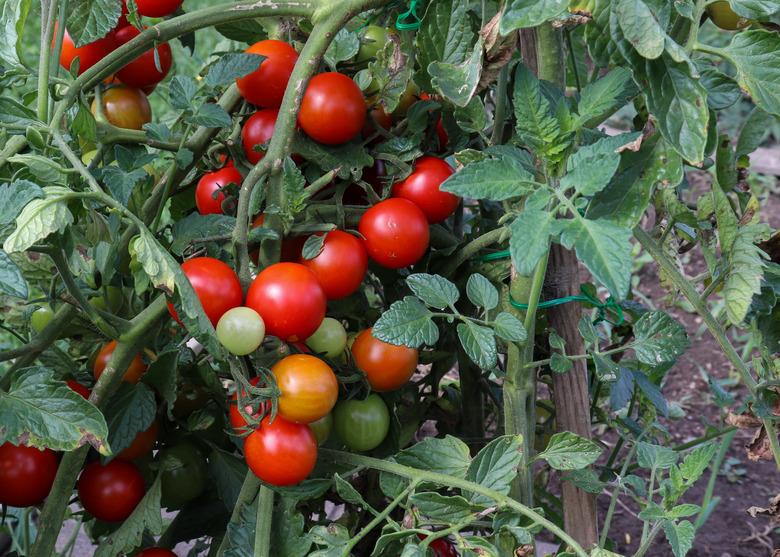 Cherry tomatoes growing on the vine