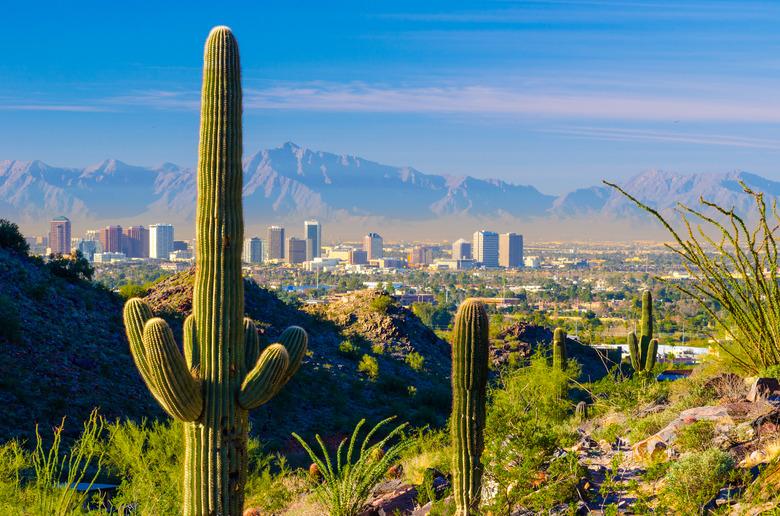 Phoenix skyline and cacti