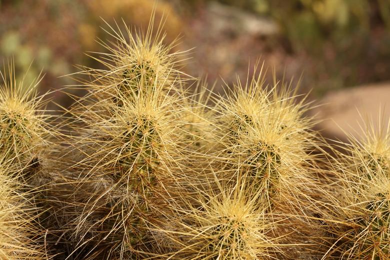 Golden Hedgehog Cactus