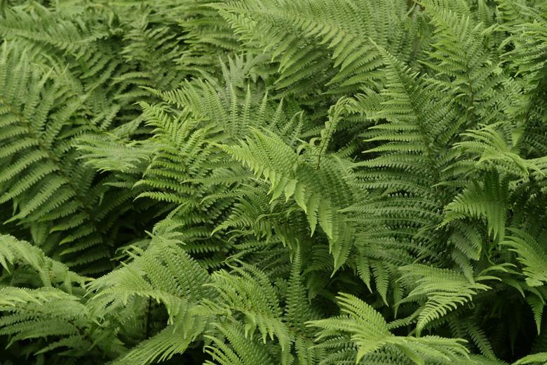 Fern