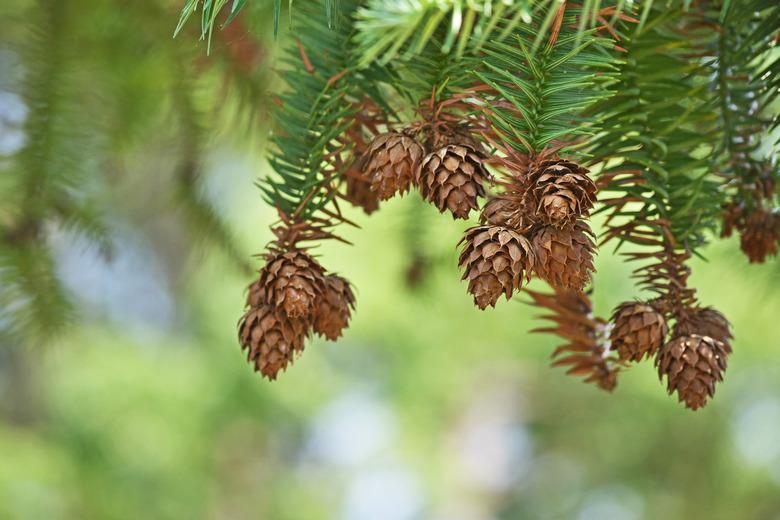 Cunninghamia lanceolata