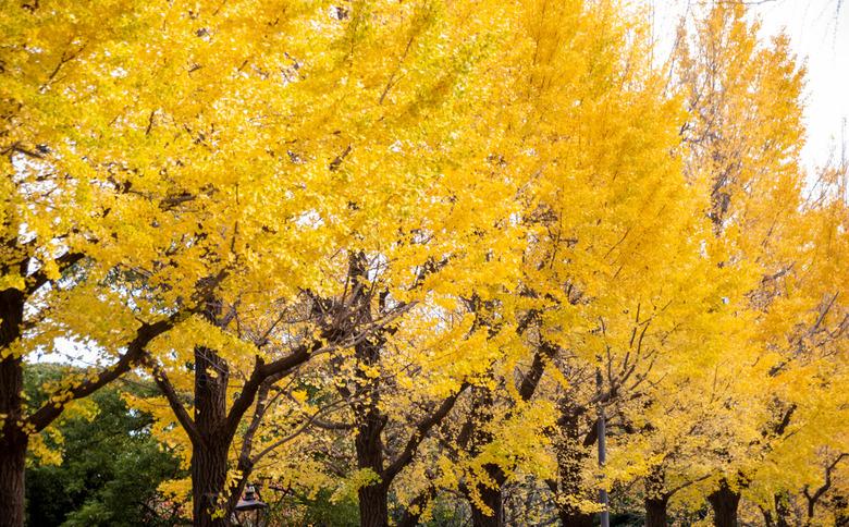 A row of canary yellow ginkgo trees in fall.