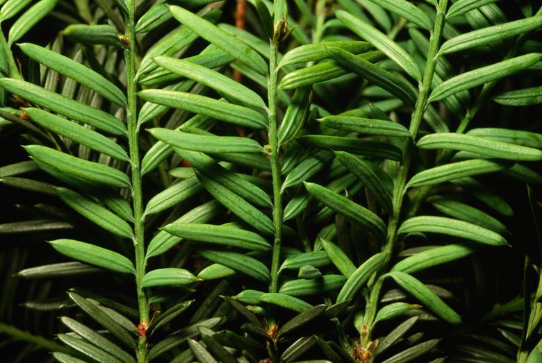 Close-up of Pacific Yew Needles