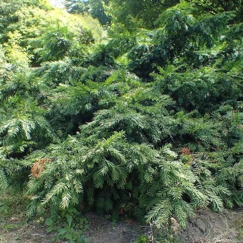 An English yew