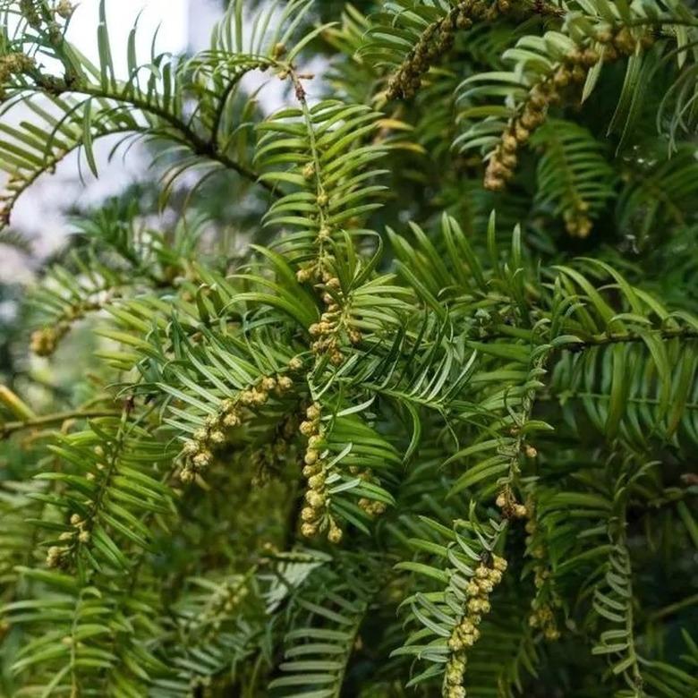 A close-up view of a Japanese yew