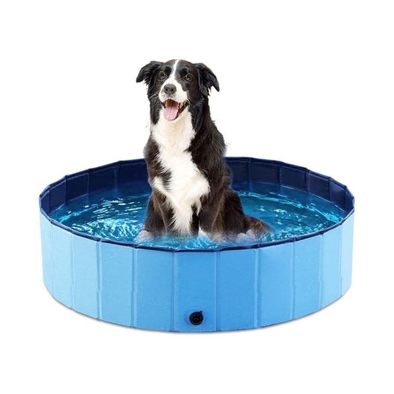 dog in foldable dog pool