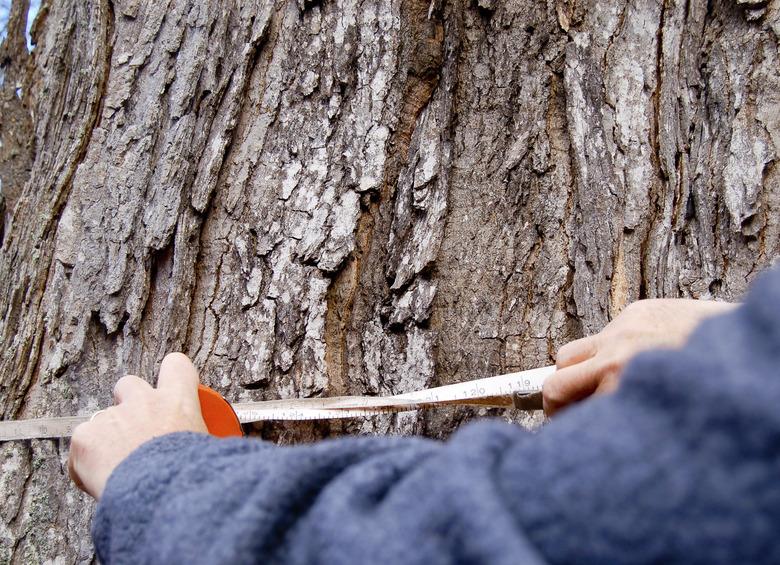 Measuring a grand old maple