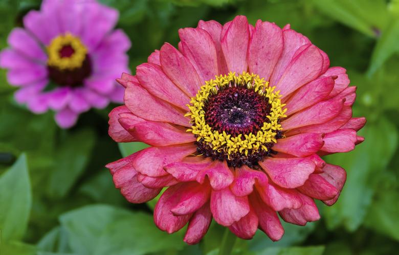 Two Zinnia Flowers