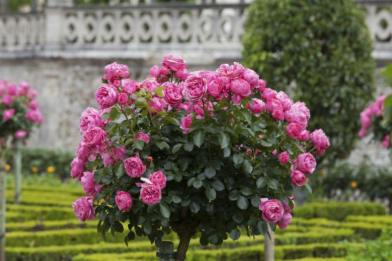 Bush of beautiful pink roses