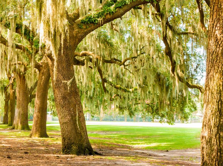 Spanish moss