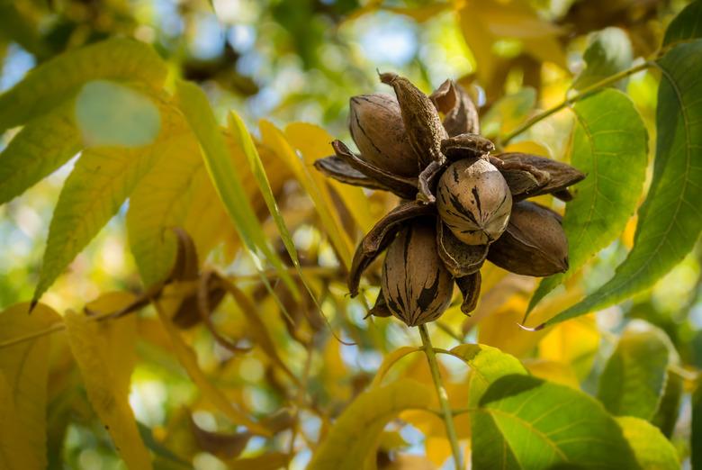 Pecan Nut Cluster surrounded with yellow and green leaves