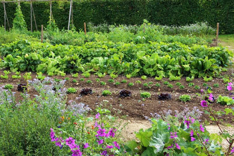 Big vegetable garden