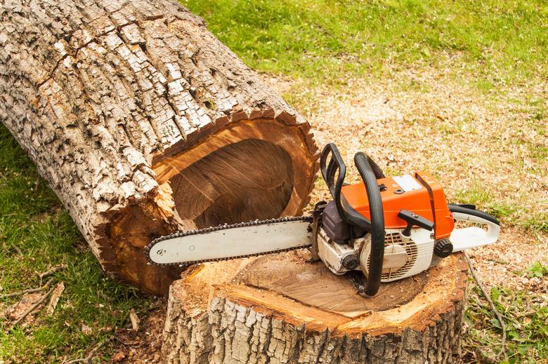 Professional chainsaw is on walnut tree. Gasoline saw