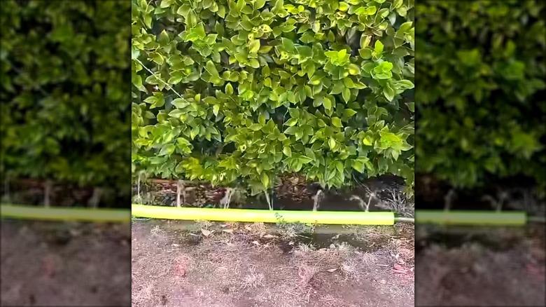 irrigation line running through pool noodle, under a hedge