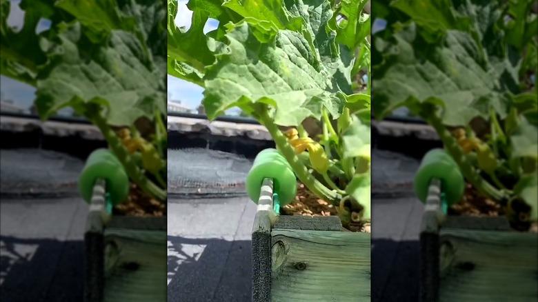 A pool noodle wrapped on the edge of a wood raised garden bed edge