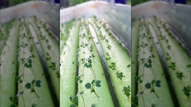 a pool noodle supporting seedlings in DIY hydroponic system